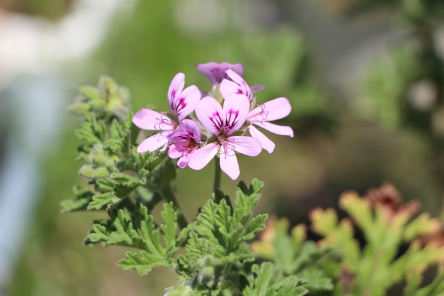 ピンクの花と緑の葉をつけたゼラニウム