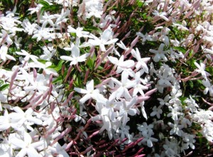 緑の葉の間に咲く白いジャスミンの花