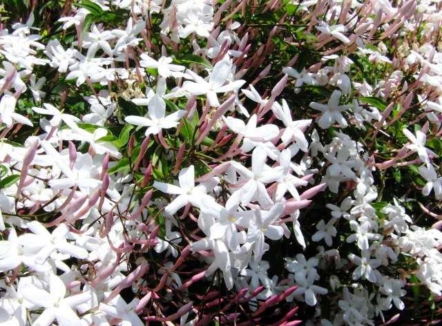 緑の葉の間に咲く白いジャスミンの花