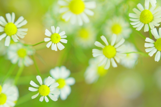 緑の中に咲く白い花びらと黄色い中心のカモミールの花