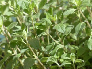 丸みのある小さな緑の葉が茂るスイートマージョラム