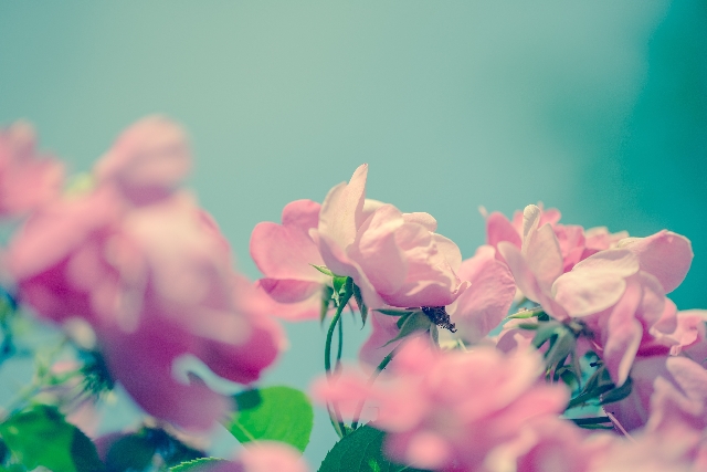 淡い青緑の背景に並ぶピンク色のバラの花