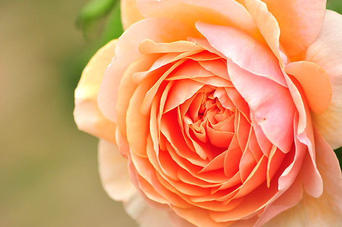 幾重にも重なる淡いオレンジ色のバラの花びら