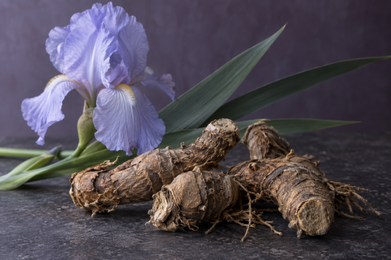 淡い紫色のアイリスの花と、乾燥した根茎を並べた植物イメージ