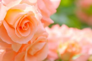 緑を背景に咲く淡いアプリコット色のバラの花