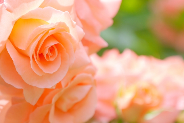 緑を背景に咲く淡いアプリコット色のバラの花