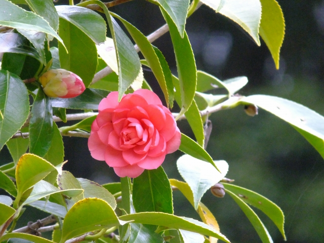 艶のある緑の葉の間に咲く赤いツバキの花