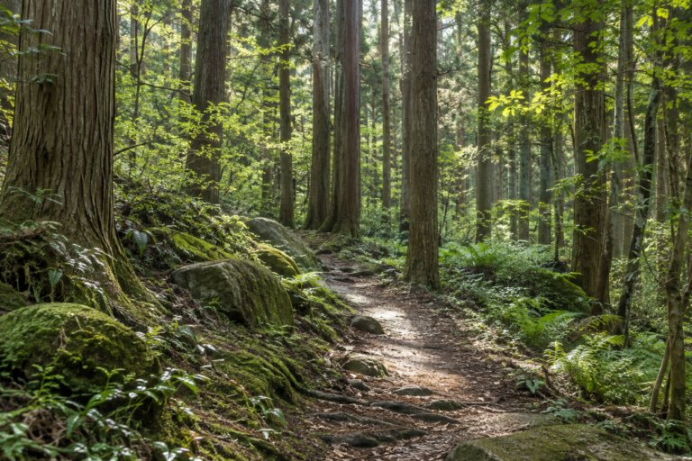 木漏れ日が差し込む緑の森と、苔のある小道