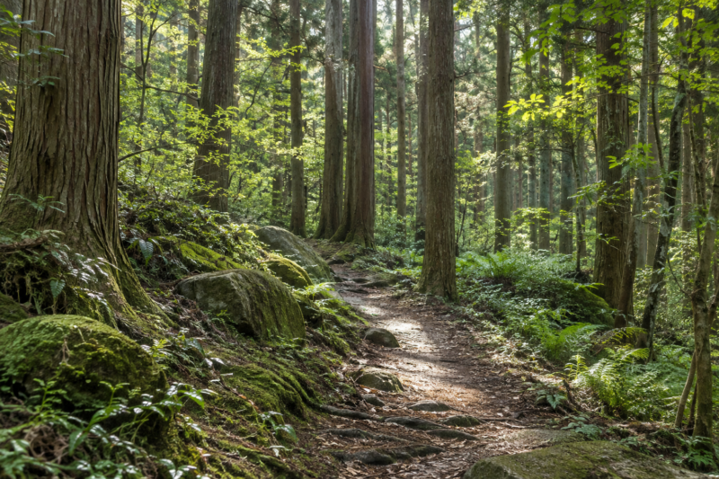 木漏れ日が差し込む緑の森と、苔のある小道