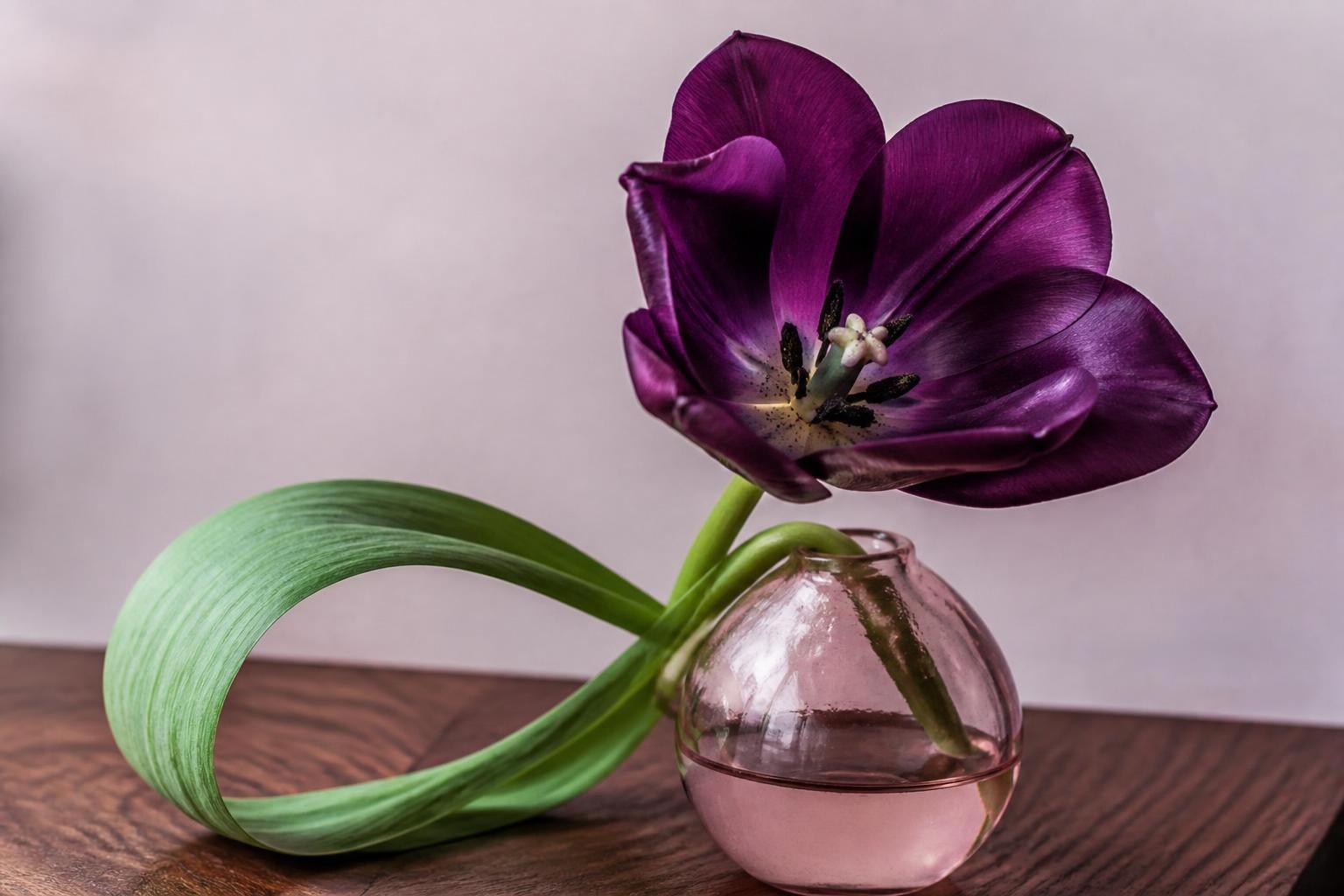 淡いピンクの花器に飾った深い紫色の一輪の花