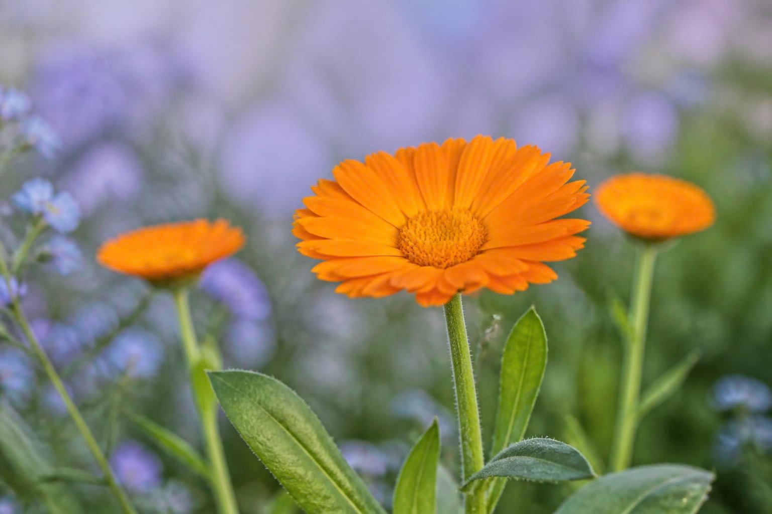 淡い紫の背景に咲くオレンジ色のカレンデュラの花のイメージ