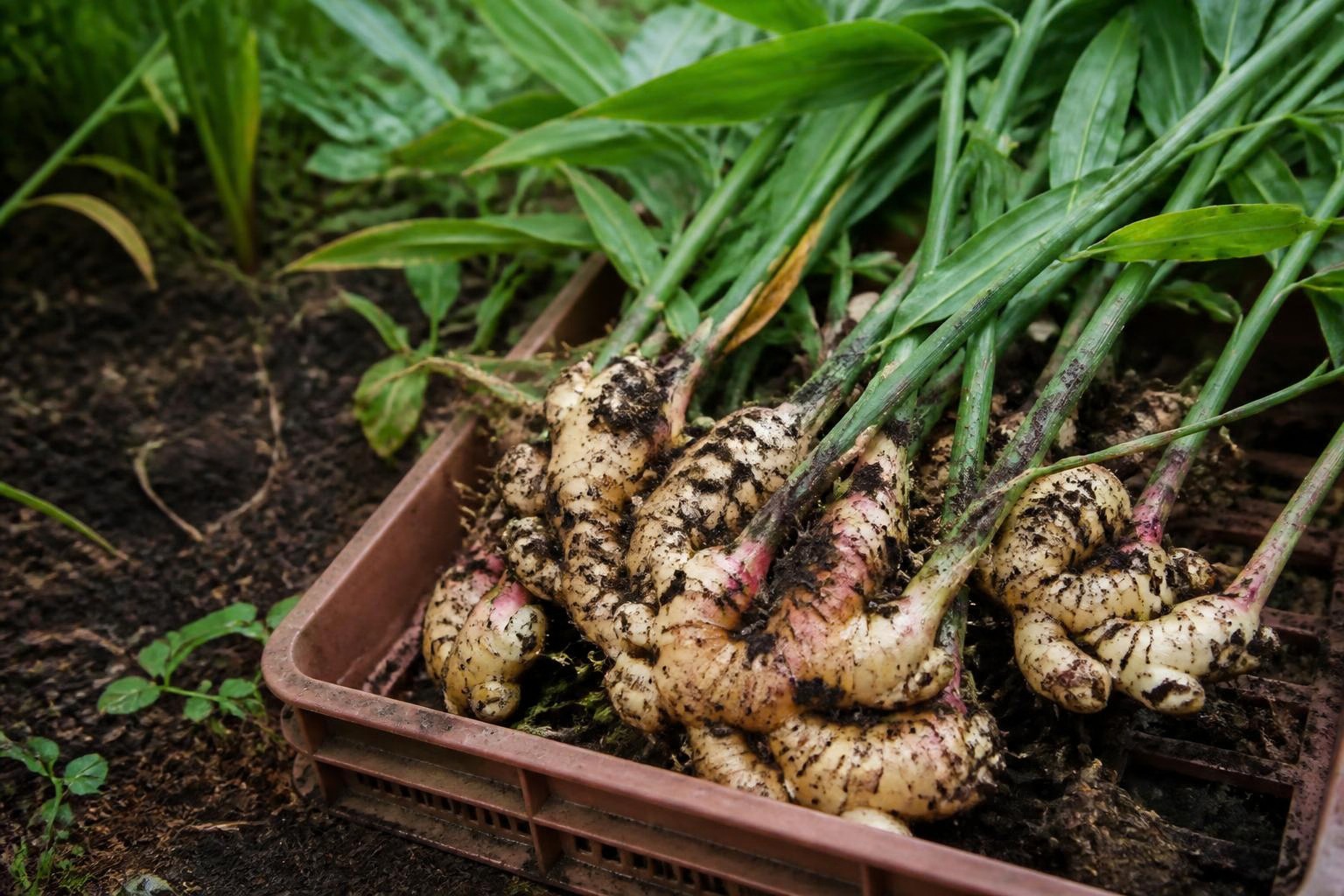 畑で収穫した葉付きのショウガの根茎を箱に集めたイメージ