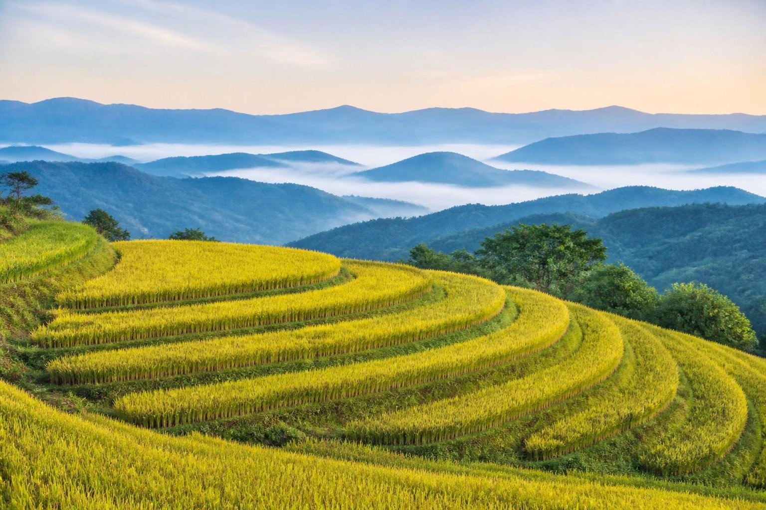 青い山並みを背景に緑と金色が連なる棚田の風景