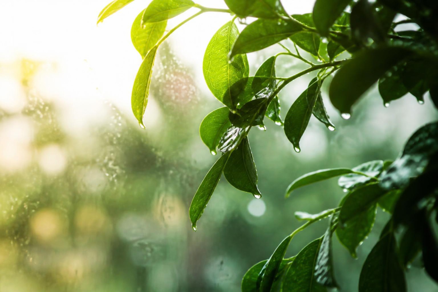 雨粒のついた緑の葉に柔らかな光が差す窓辺の景色