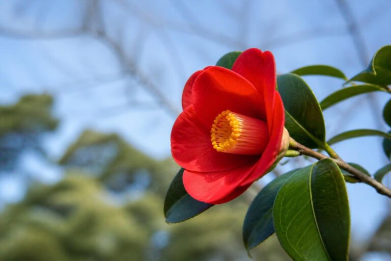 青空を背景に咲く赤い椿の花と、つやのある緑の葉