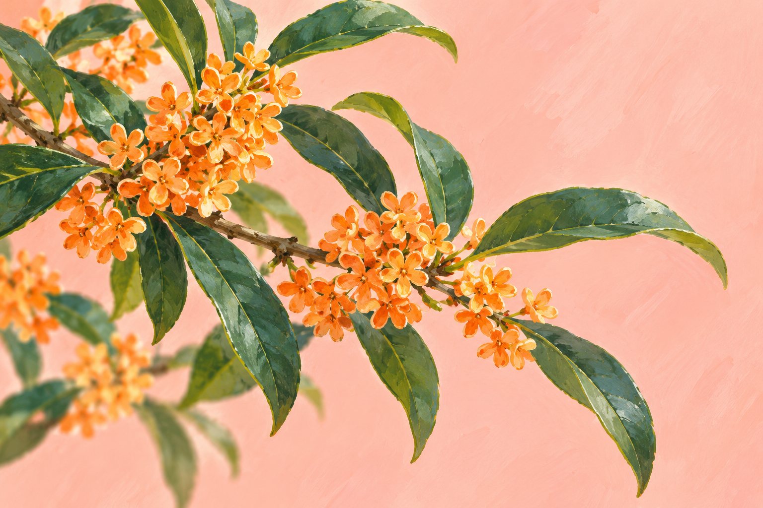 珊瑚色の背景に橙色の小花を描いたキンモクセイの挿絵